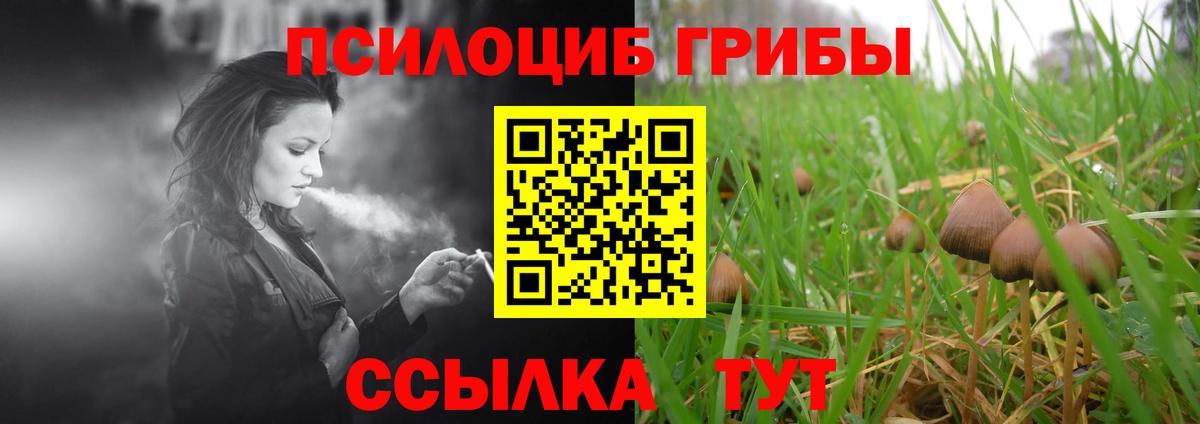 Галлюциногенные грибы Psilocybe  Вход с VPN  Северск  Псилоцибиновые грибы прущие грибы 